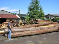 檜の銘木材（２００年）